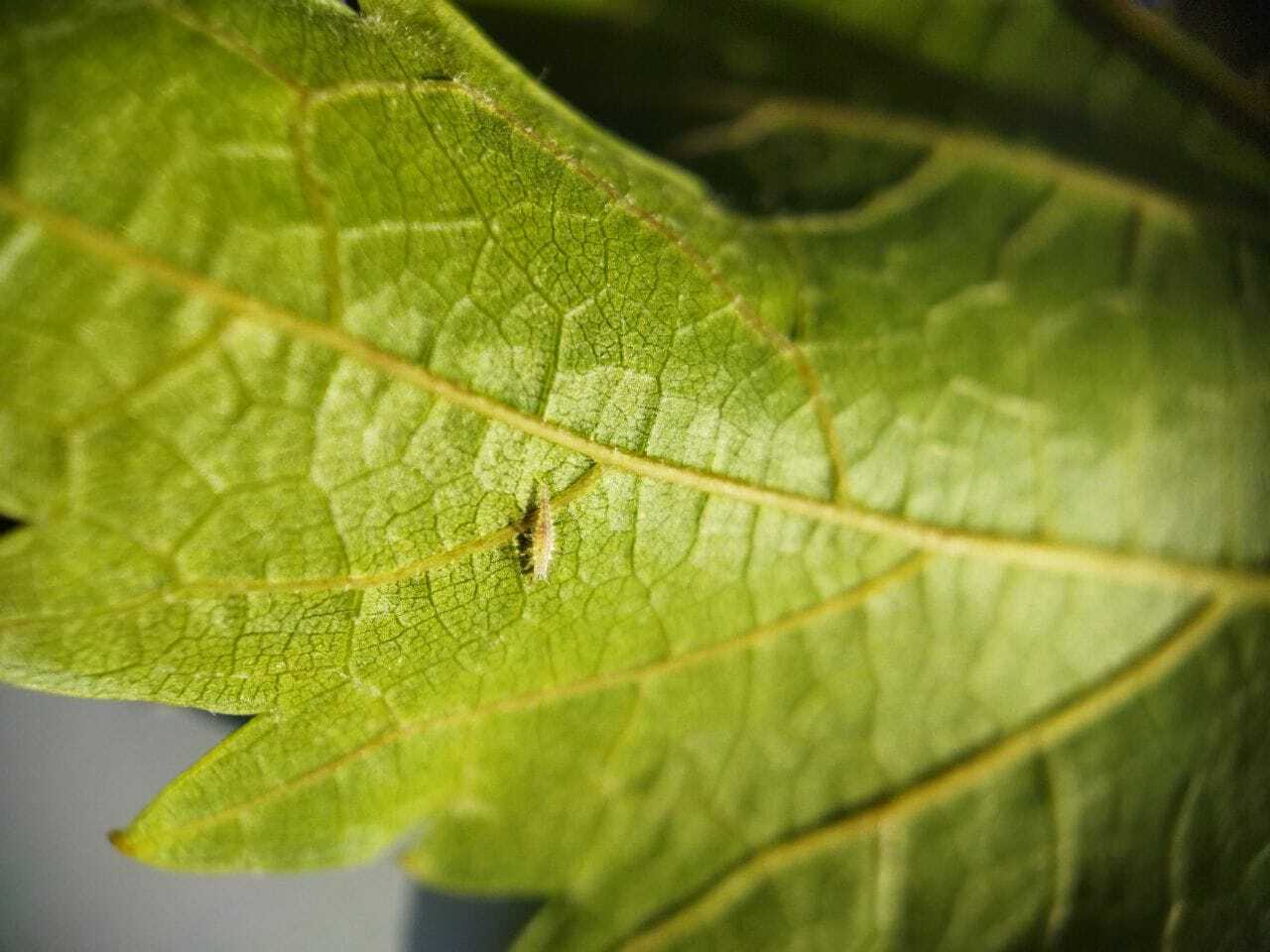 Larva crisopa Chrysopidae