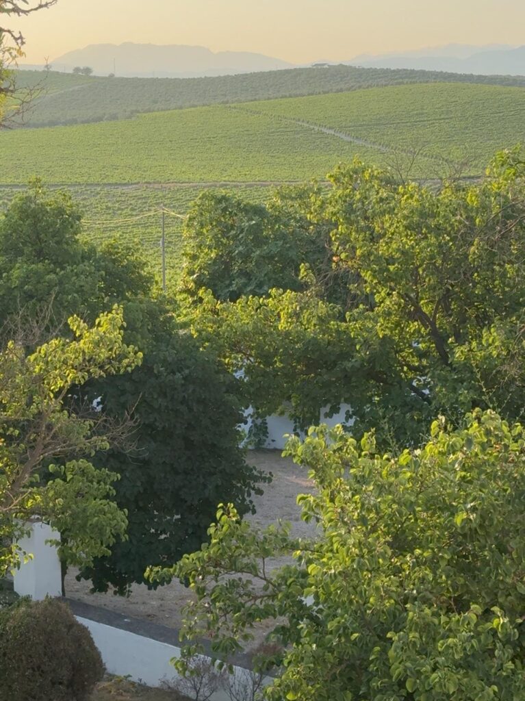 Lagar Santa Magdalena 2