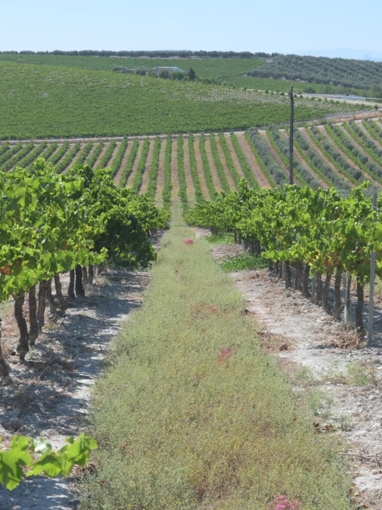Lagar Santa Magdalena 4b