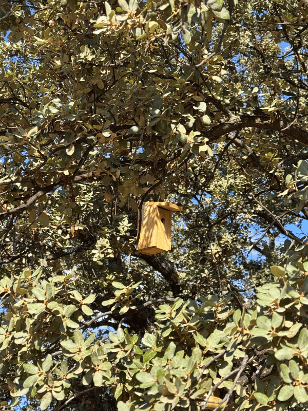 fsn colocacion cajas nido encina