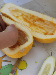 Extraccion de semillas Calabacin port