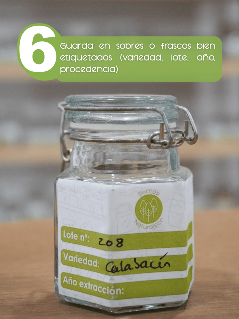 Extraer semillas calabacin 1