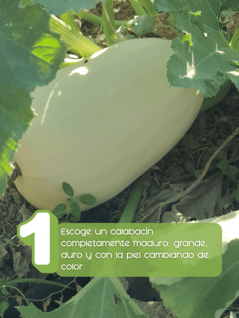 Extraer semillas calabacin 4