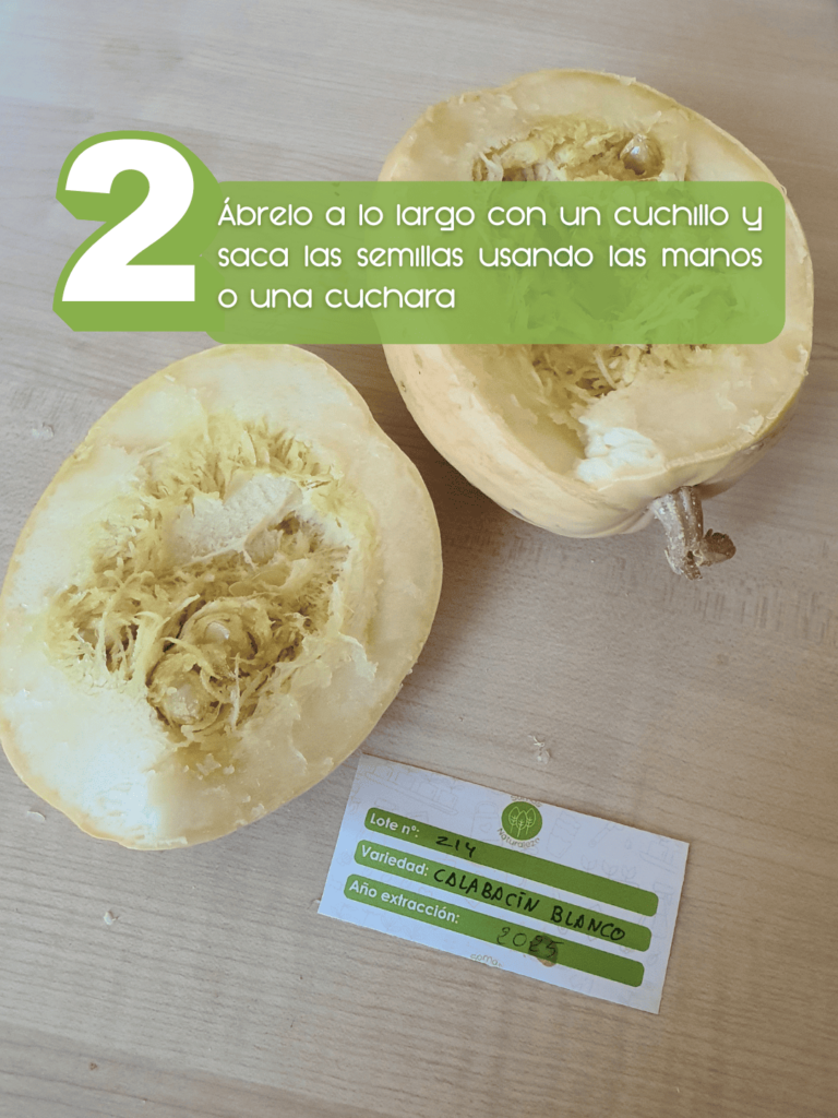 Extraer semillas calabacin 5