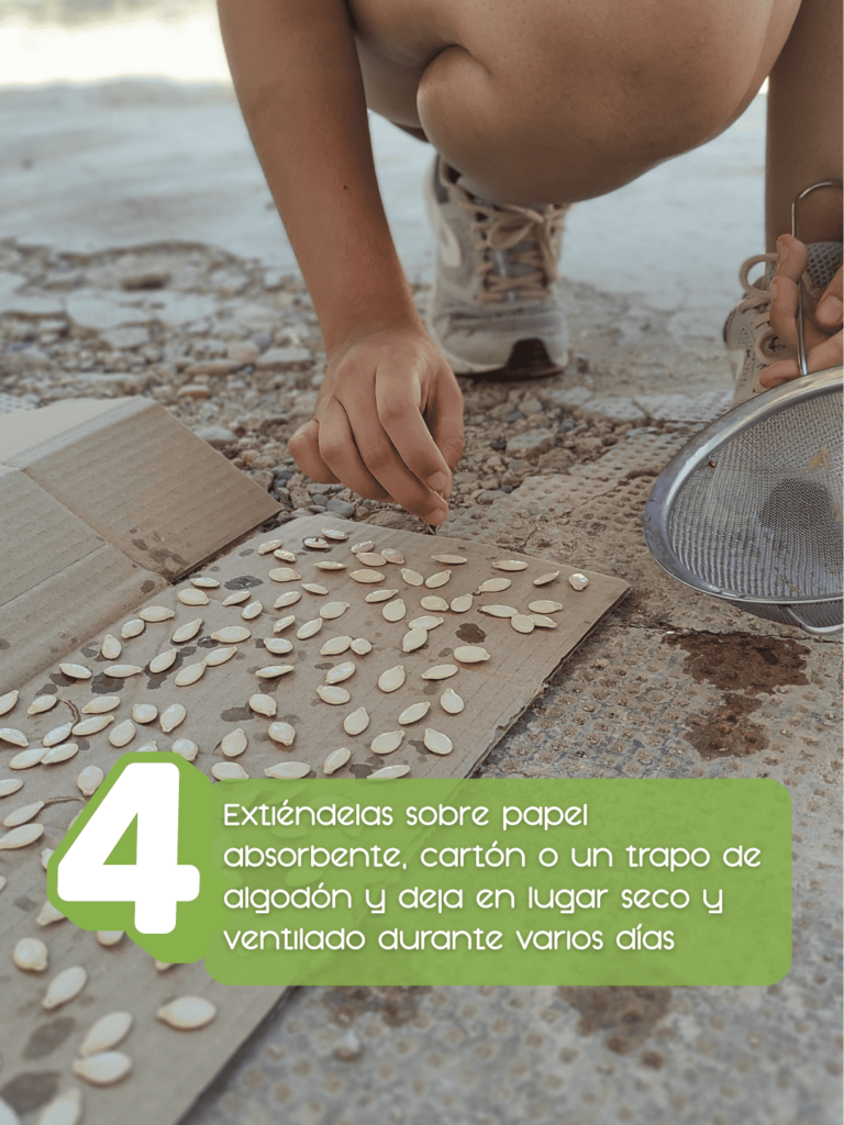 Extraer semillas calabacin 7