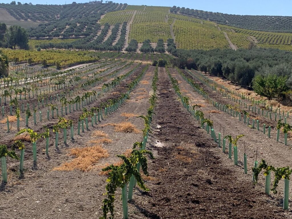 Lagar los Raigones 1