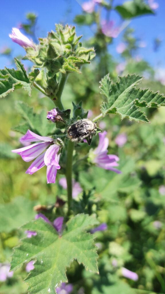 Lagar los Raigones 10