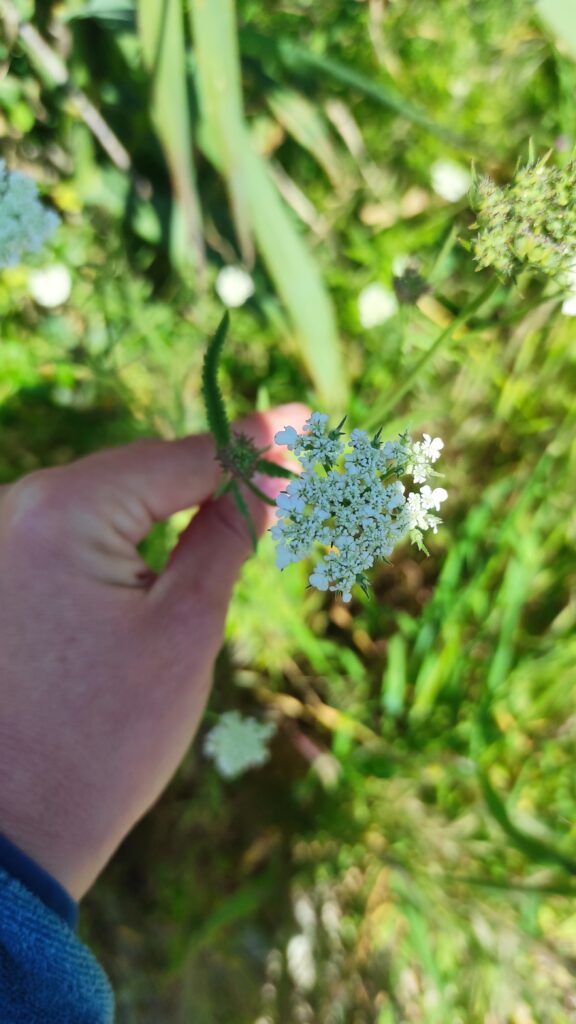 Lagar los Raigones 11