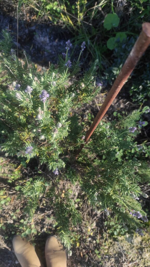 Lagar los Raigones 2