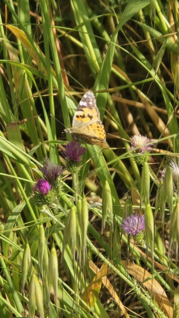 Lagar los Raigones 3