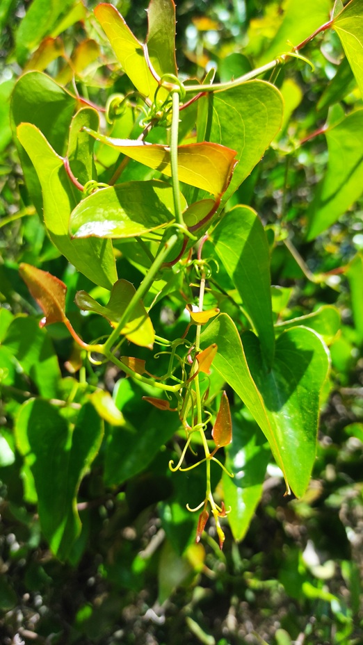 Lagar los Raigones 4 1