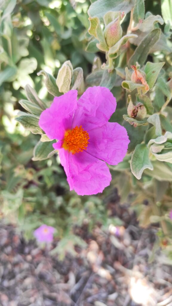 Lagar los Raigones 9