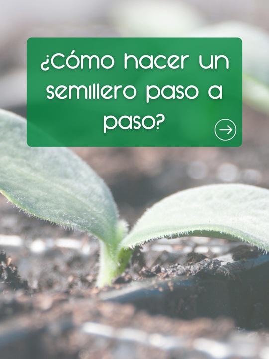 <strong></noscript>Cómo hacer un semillero paso a paso </strong> 