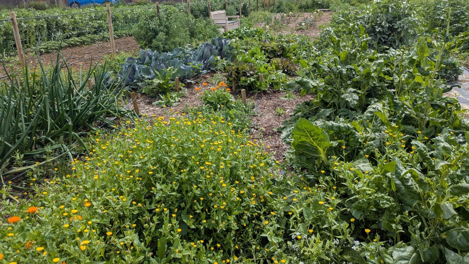 espacio multiplicacion renovacion semillas somos naturaleza