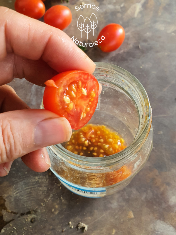 Portada extacción semillas tomate