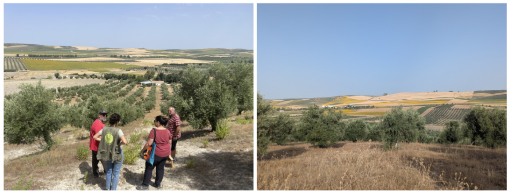 Finca olivar y cereal ecol贸gico en Fern谩n N煤帽ez