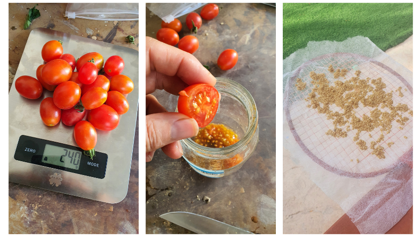 Tomate Cherry Pera