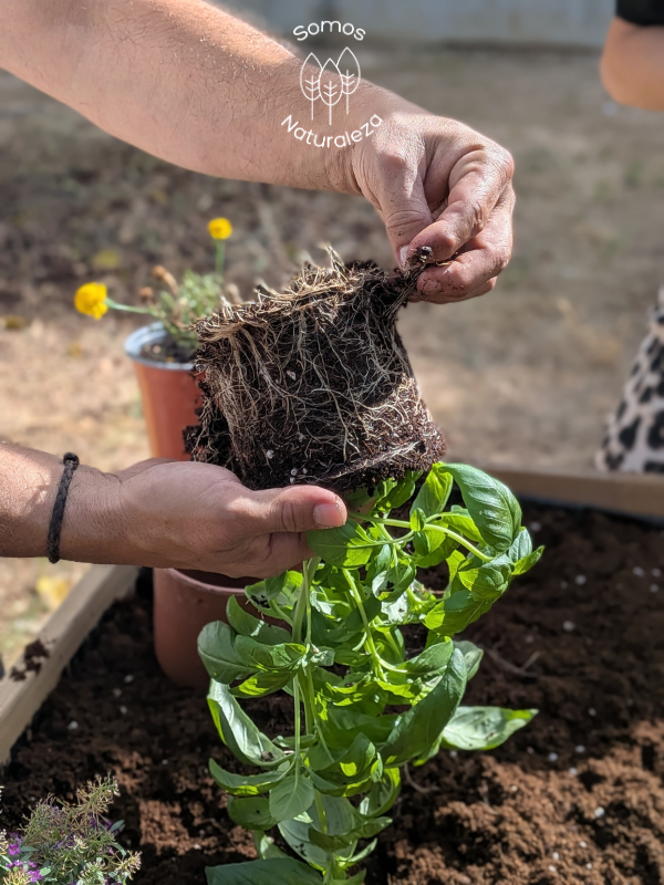 Cultivando presente